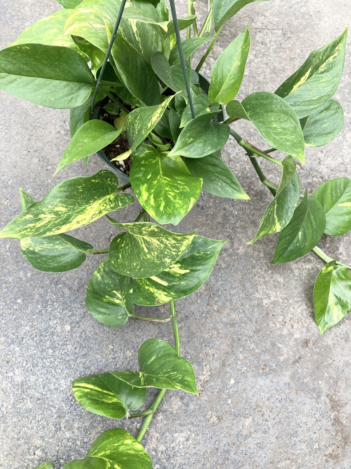 6" Epipremnum aureum (Golden Pothos)