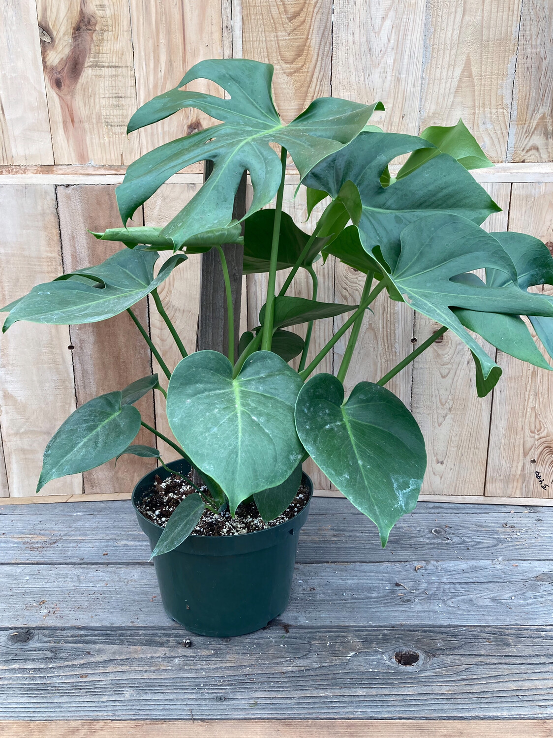 8" Monstera deliciosa