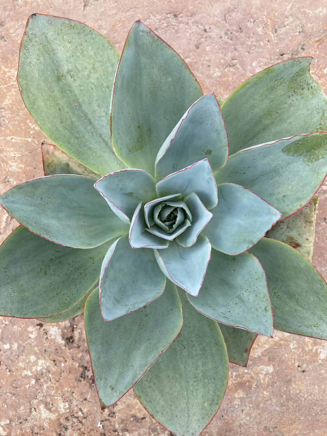 8" Echeveria 'Fire and Ice'