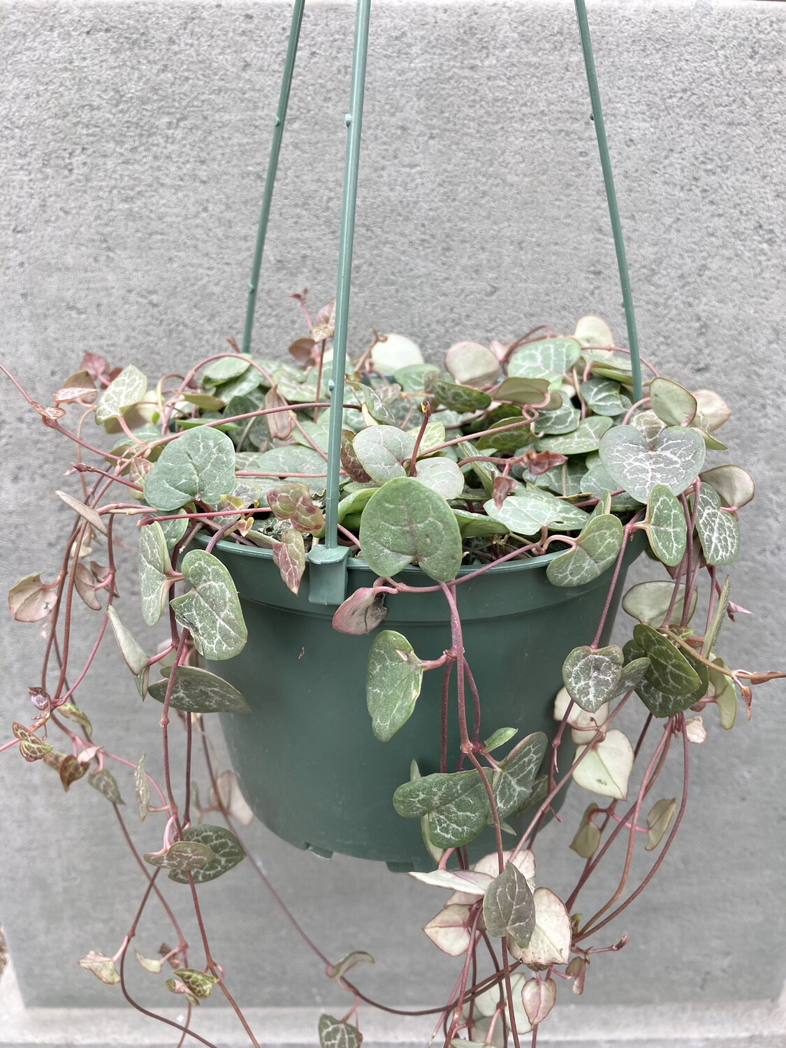 6" Ceropegia woodii (String of Hearts)