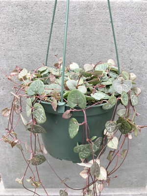 6" Ceropegia woodii (String of Hearts)