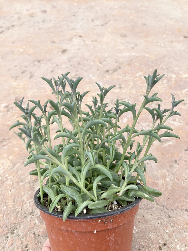 4" Senecio Peregrinus (String of Dolphins)