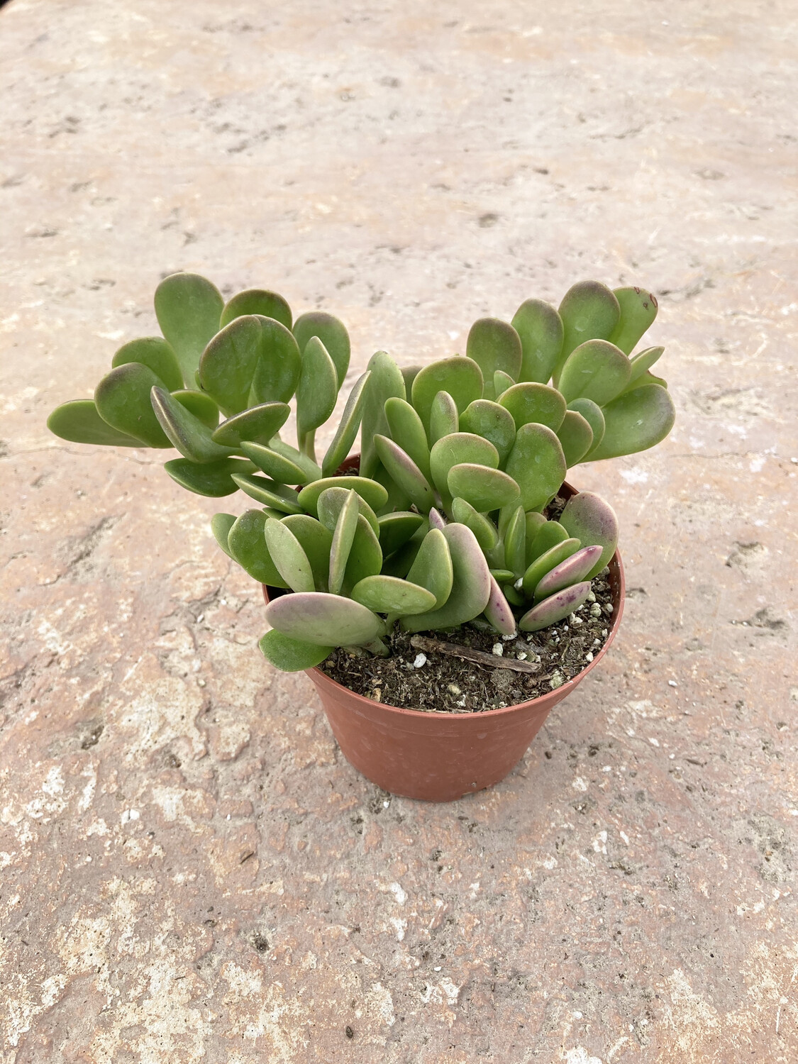 4" Senecio jacobsenii