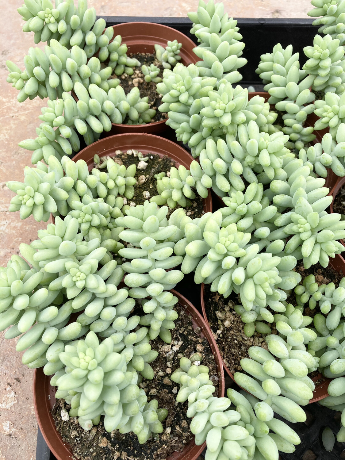 4" Senecio morganianum (Burro Tail)