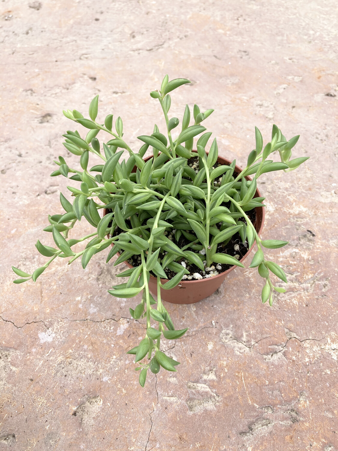 4" Senecio radicans (String of bananas)