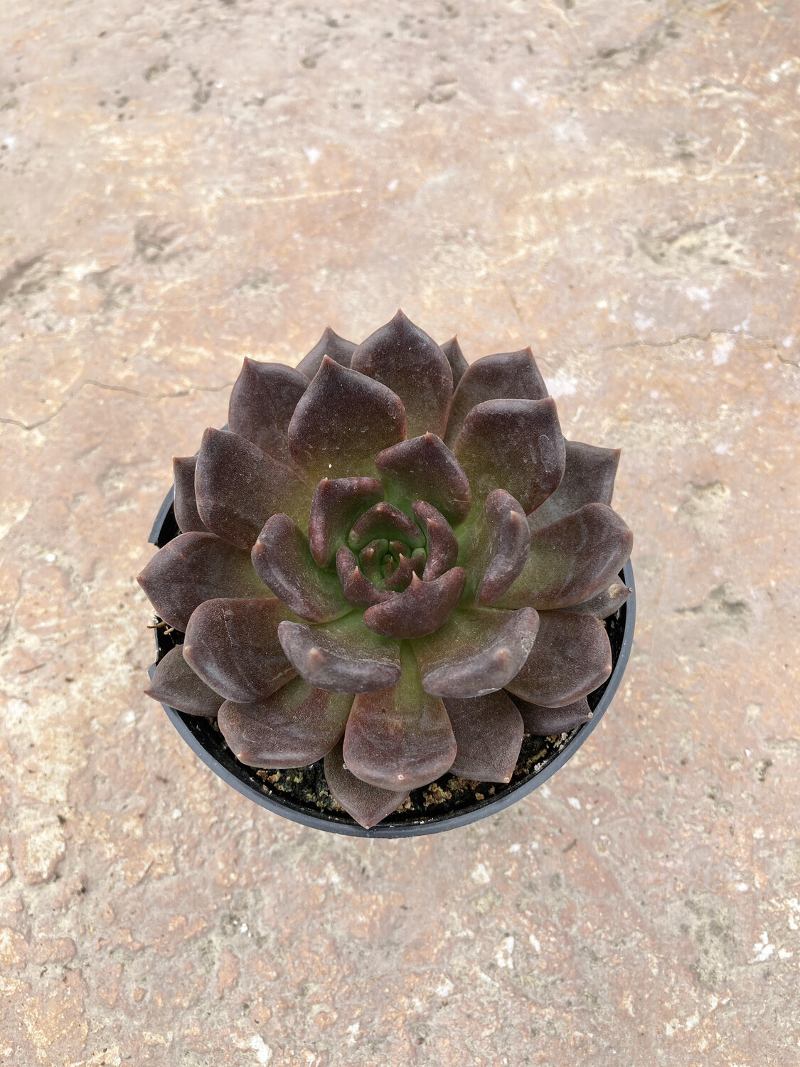 4" Echeveria echoc