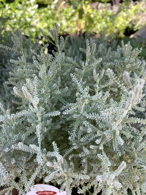 4" Santolina Grey