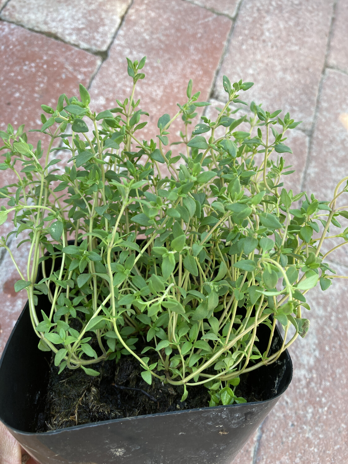 4" Thyme culinary (English or French)