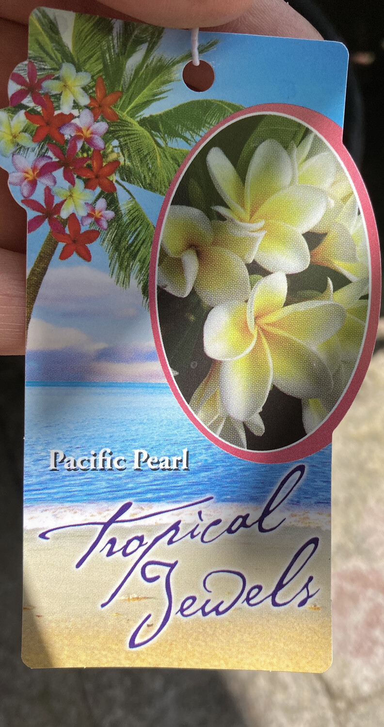 Plumeria 'Pacific Pearl (1 gal)