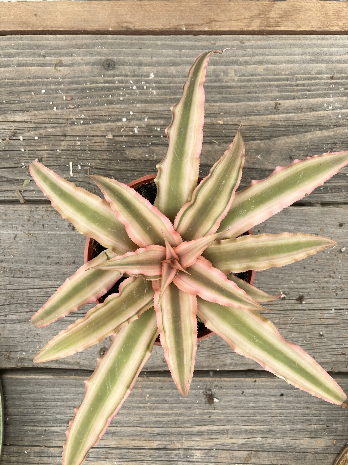 4" Bromeliad Cryptanthus spp.