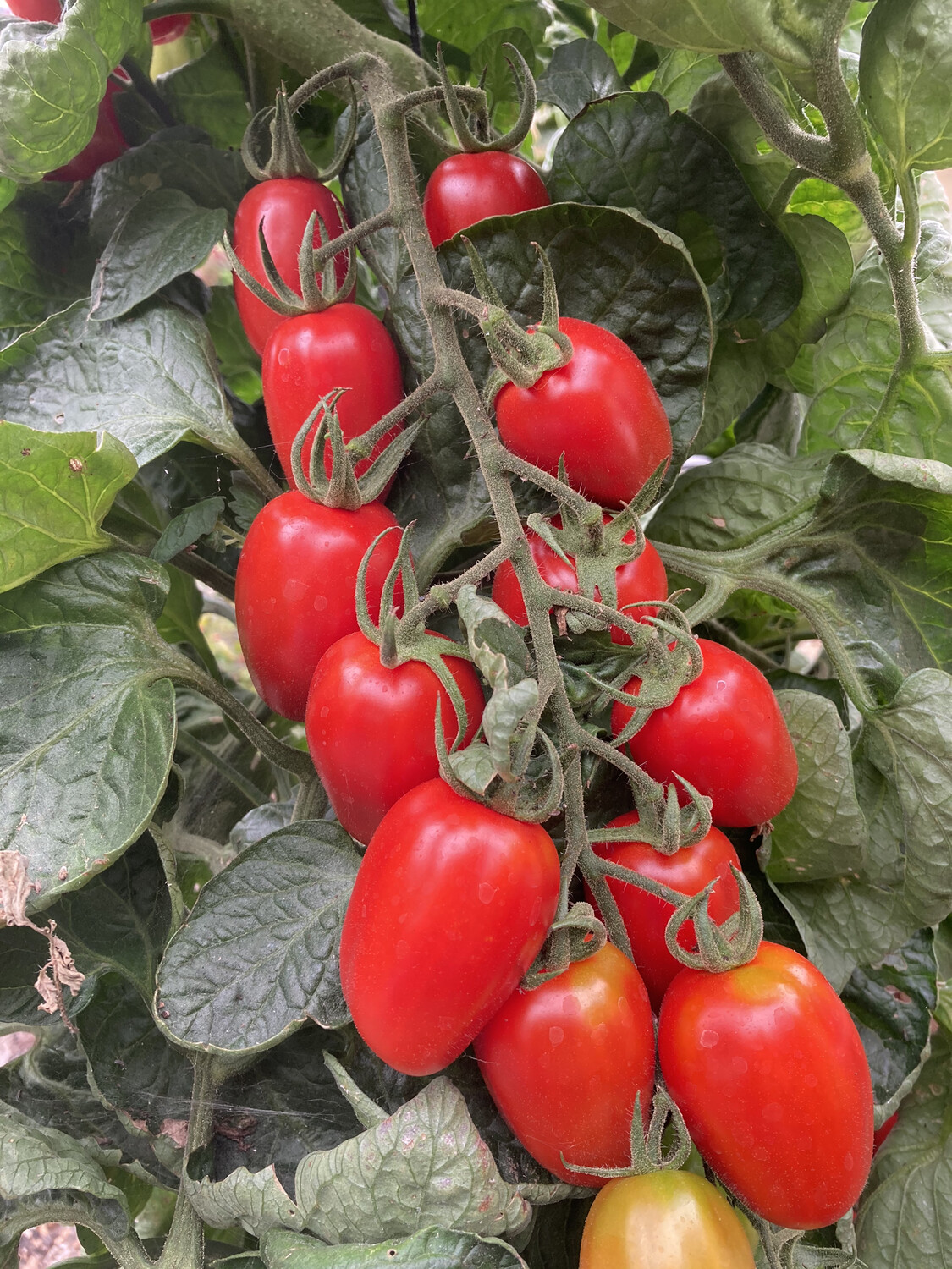 4" Tomato Juliet