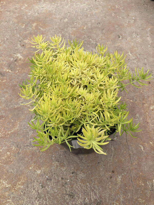 4" Sedum rupestre 'Angelina'