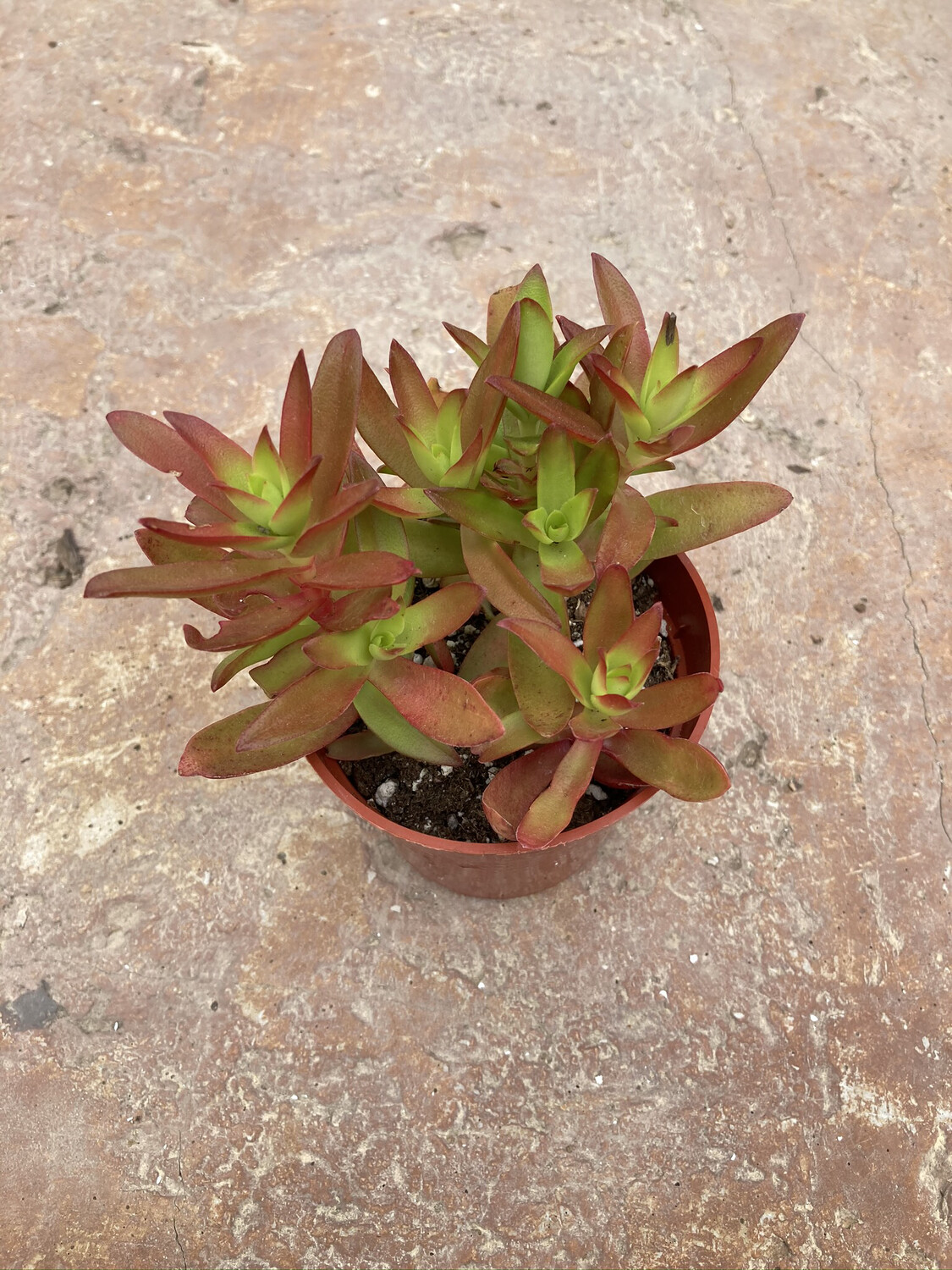 4" Crassula 'Campfire'