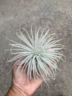 Tillandsia Tectorum 6”-7”