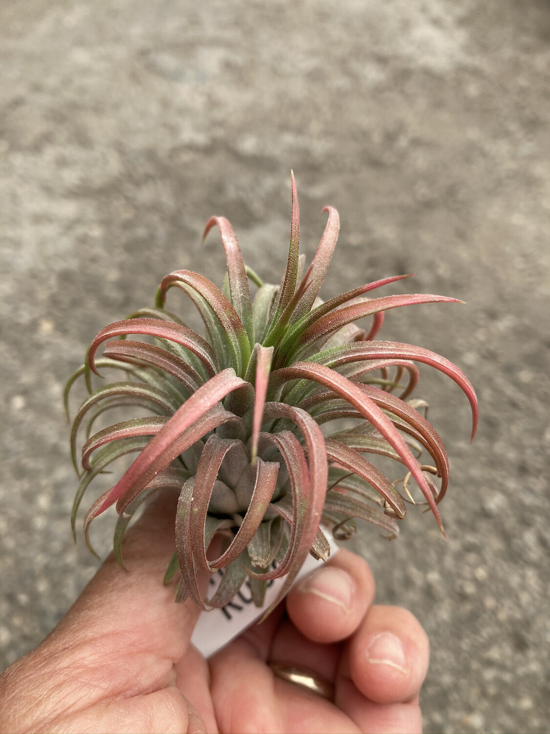 Tillandsia Ionantha fuego