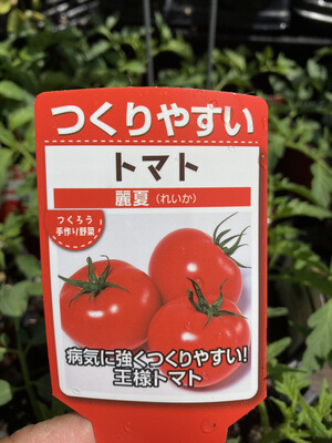 4" Tomato Reika