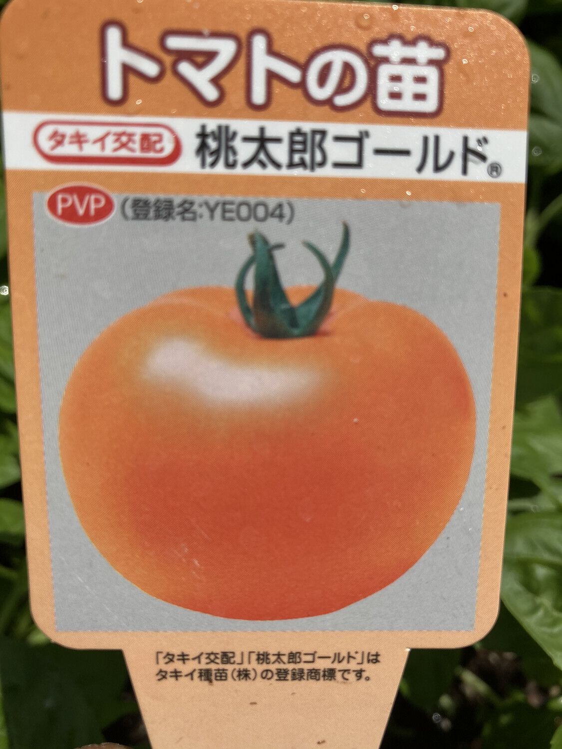 4" Tomato Momotaro Gold