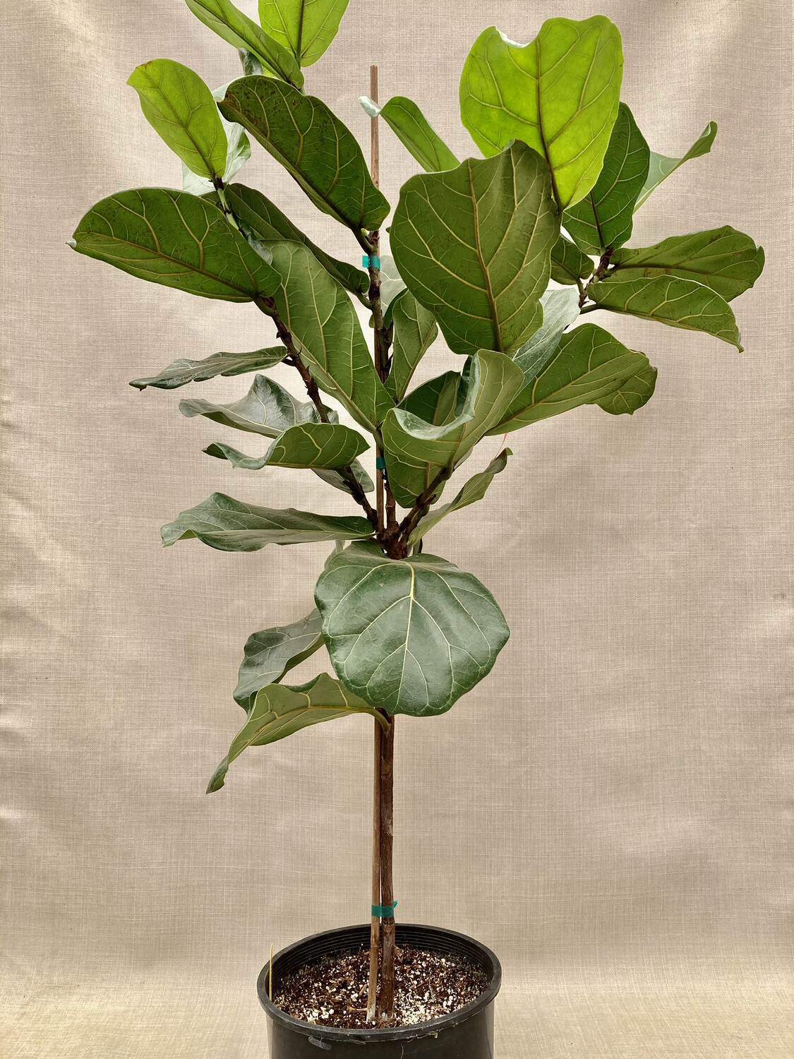 10" Ficus lyrata (Standard)