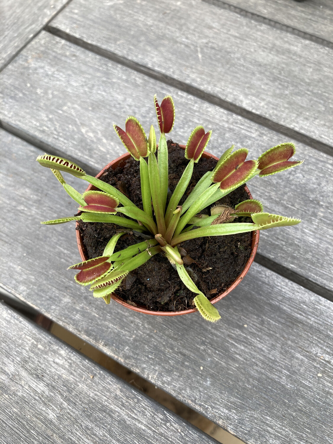 Venus Fly Trap