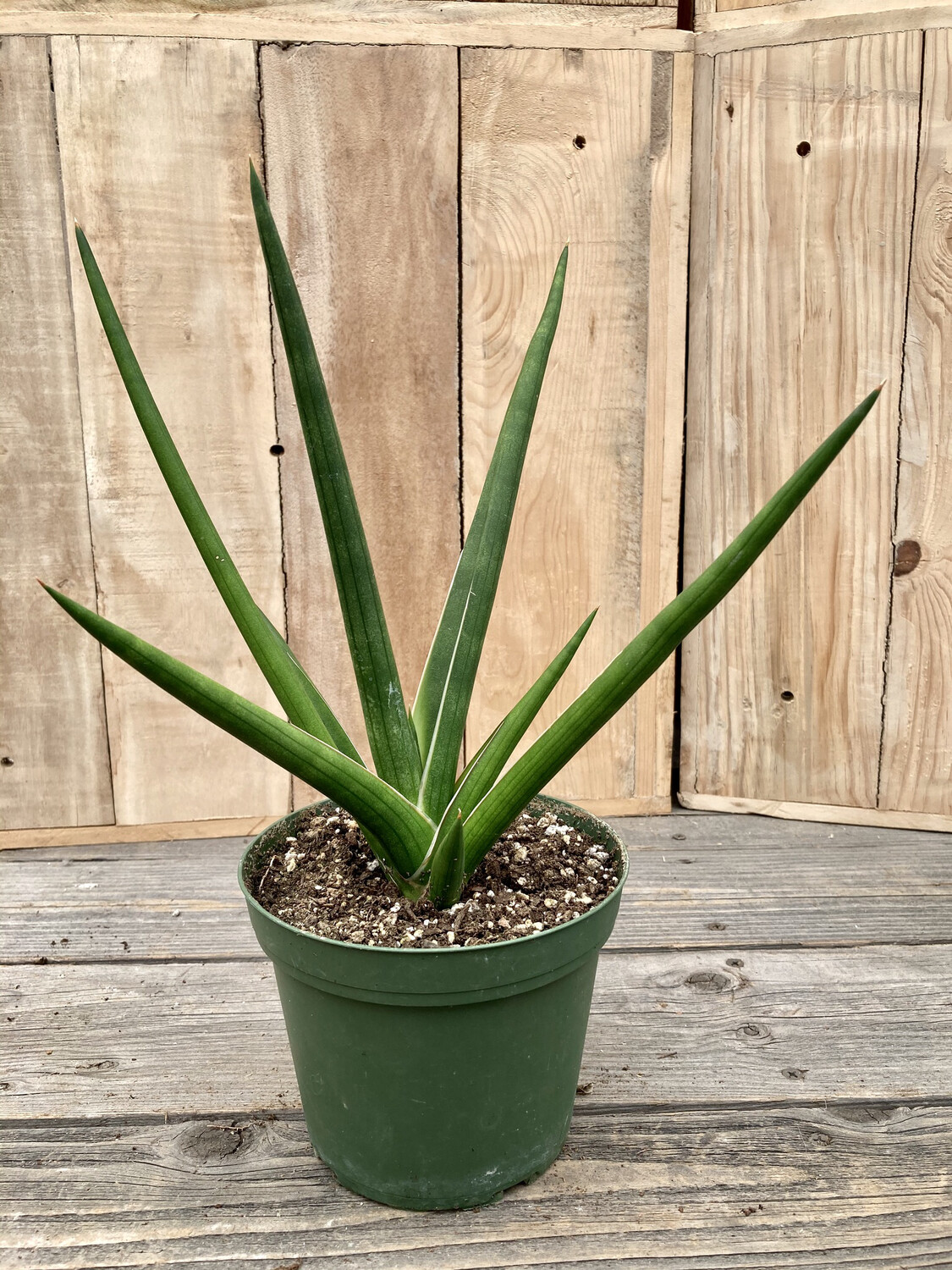 6" Sansevieria stuckyi (Snake Plant)