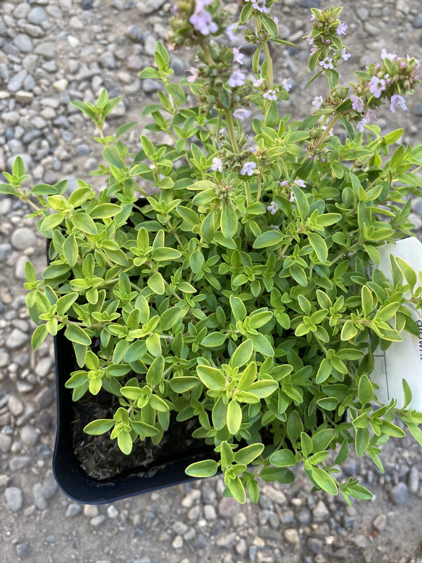 4" Thyme Lime