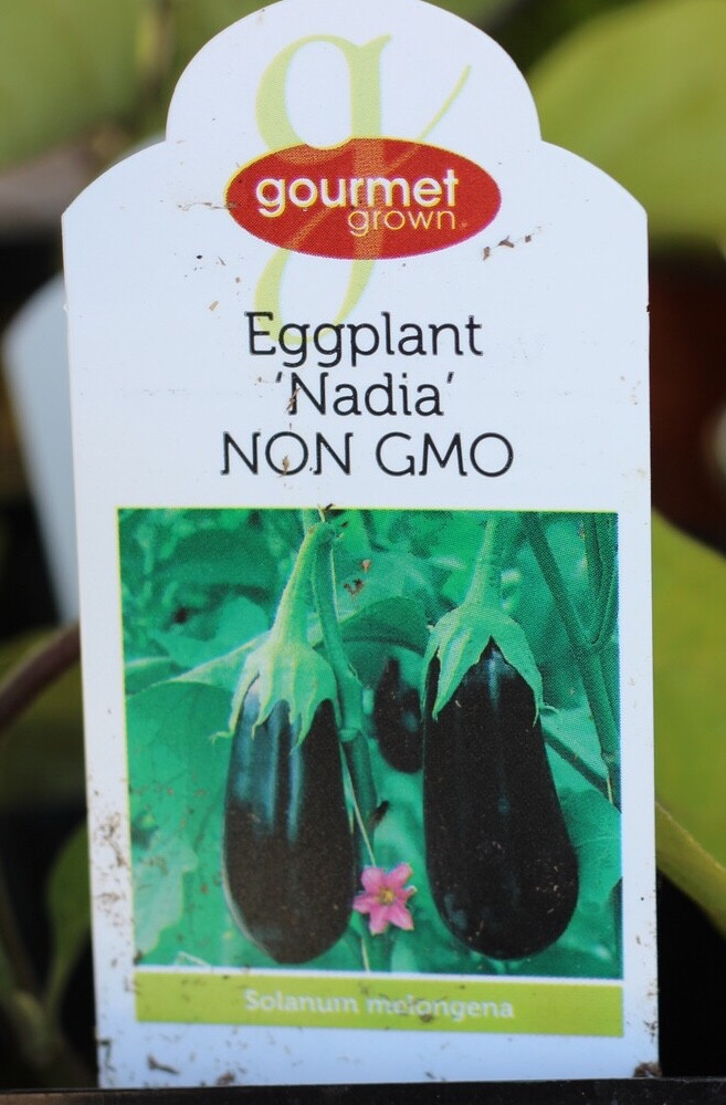 4" Eggplant Nadia