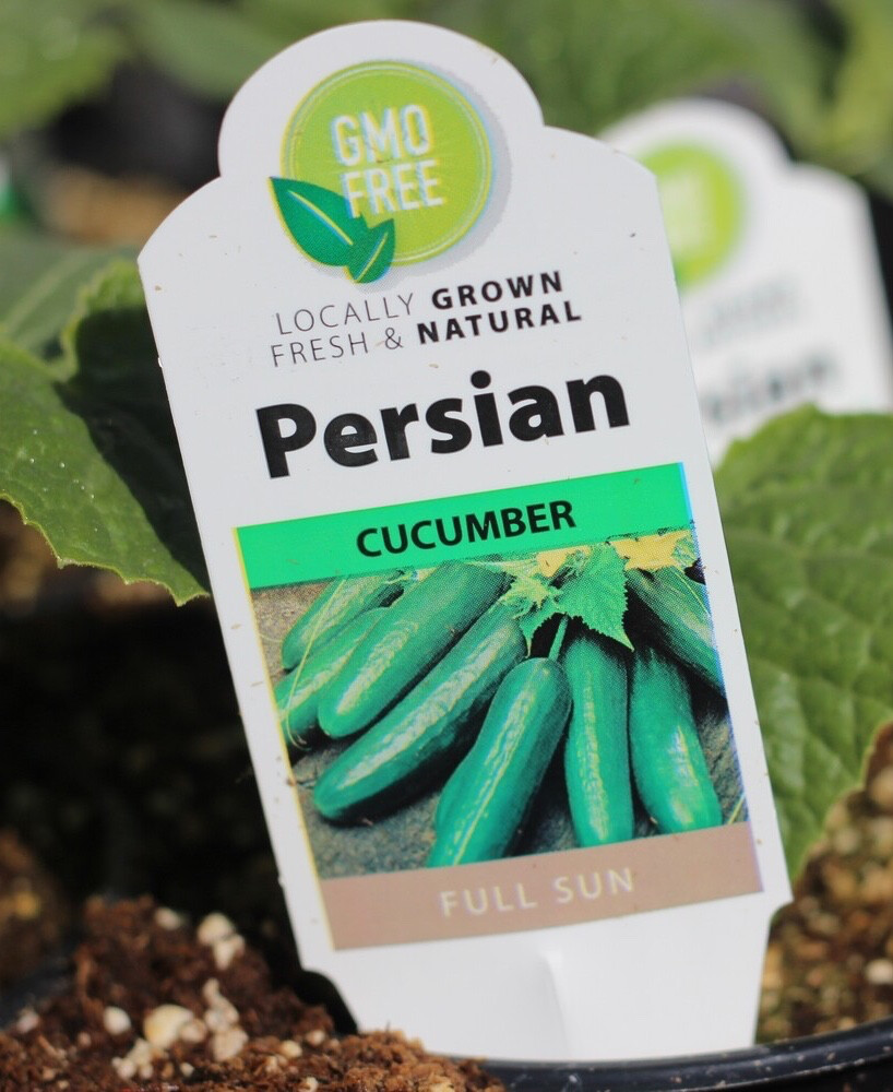 4" Cucumber Persian