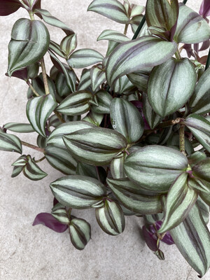 6" Tradescantia zebrina (Purple Inch Plant)