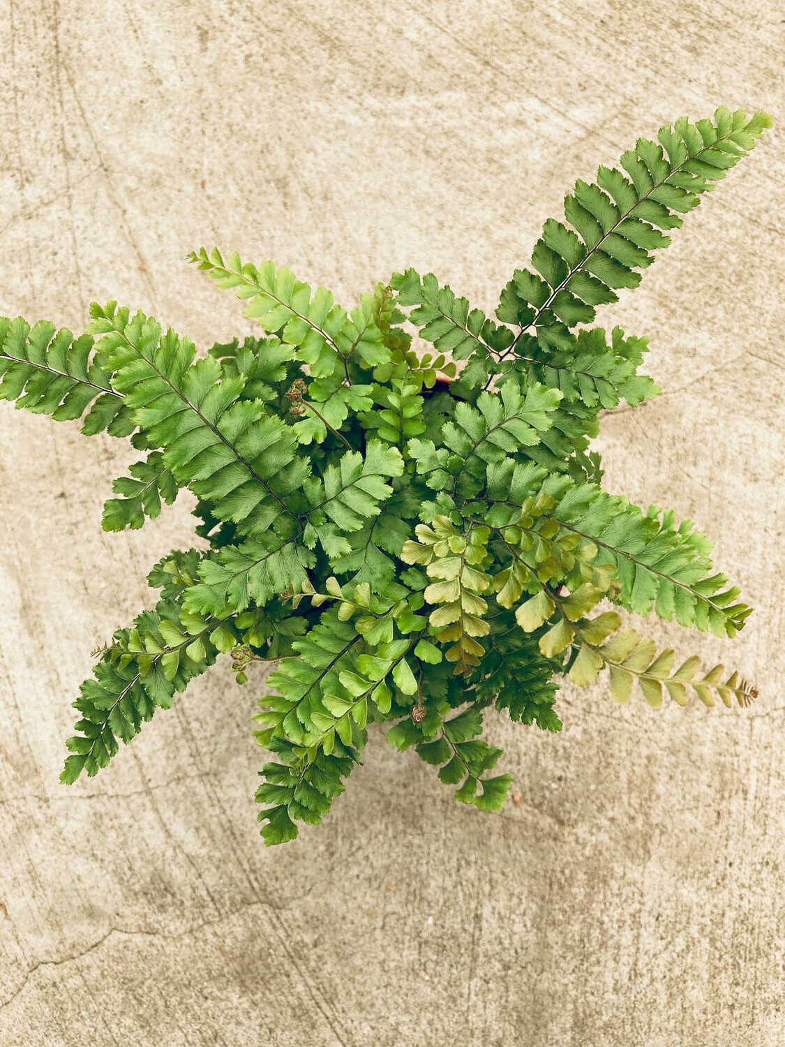4” Adiantum hispidulum (Rosy or Rough Maidenhair Fern)
