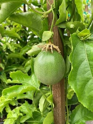 Passion Fruit