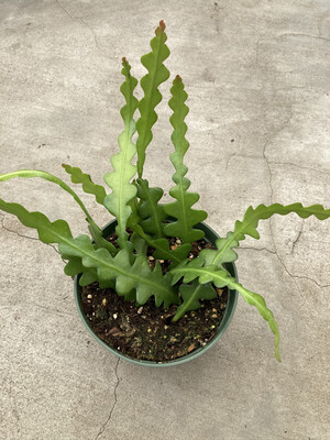 6" Epiphyllym anguliger 'Ric Rac Cactus'