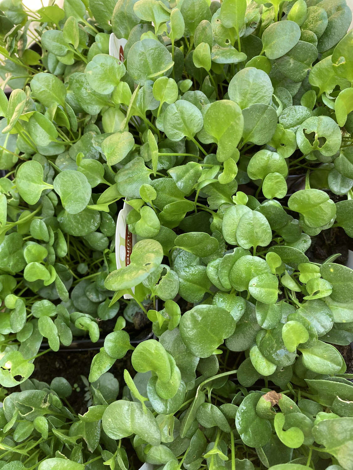 4” Falkia Repens