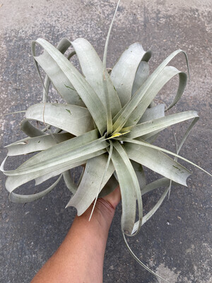 Tillandsia Xerographica - XL (9-10")