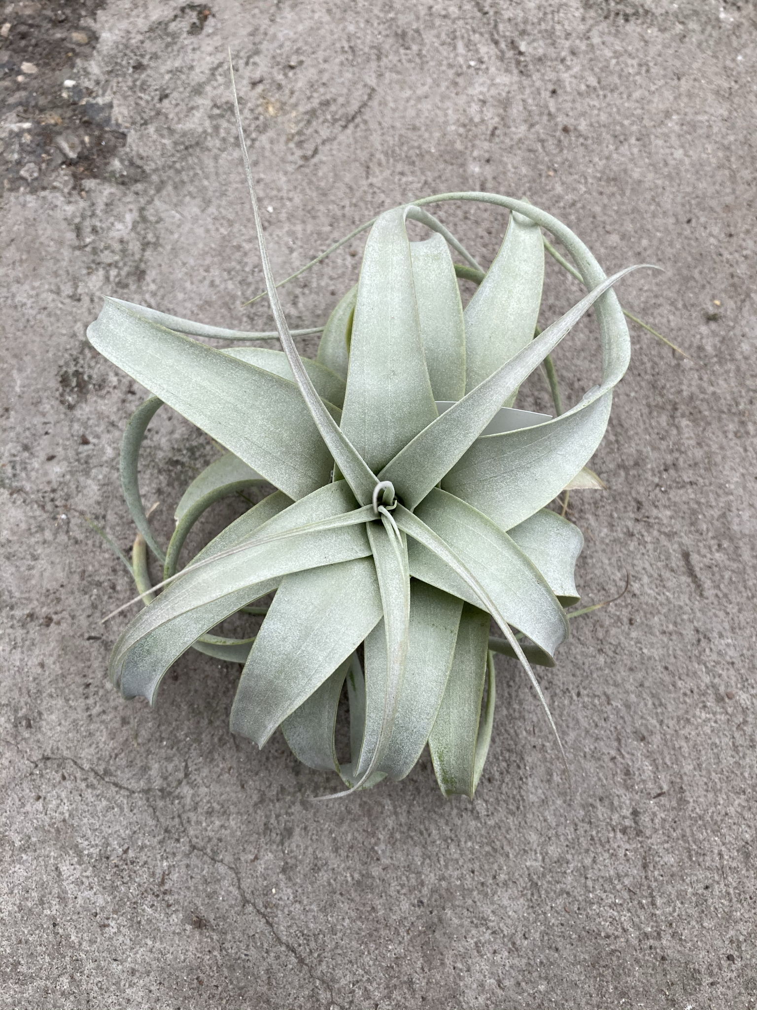 専用　　　　Tillandsia2個 Tillandsias - HOLIDAY - Terra Sol Garden Center
