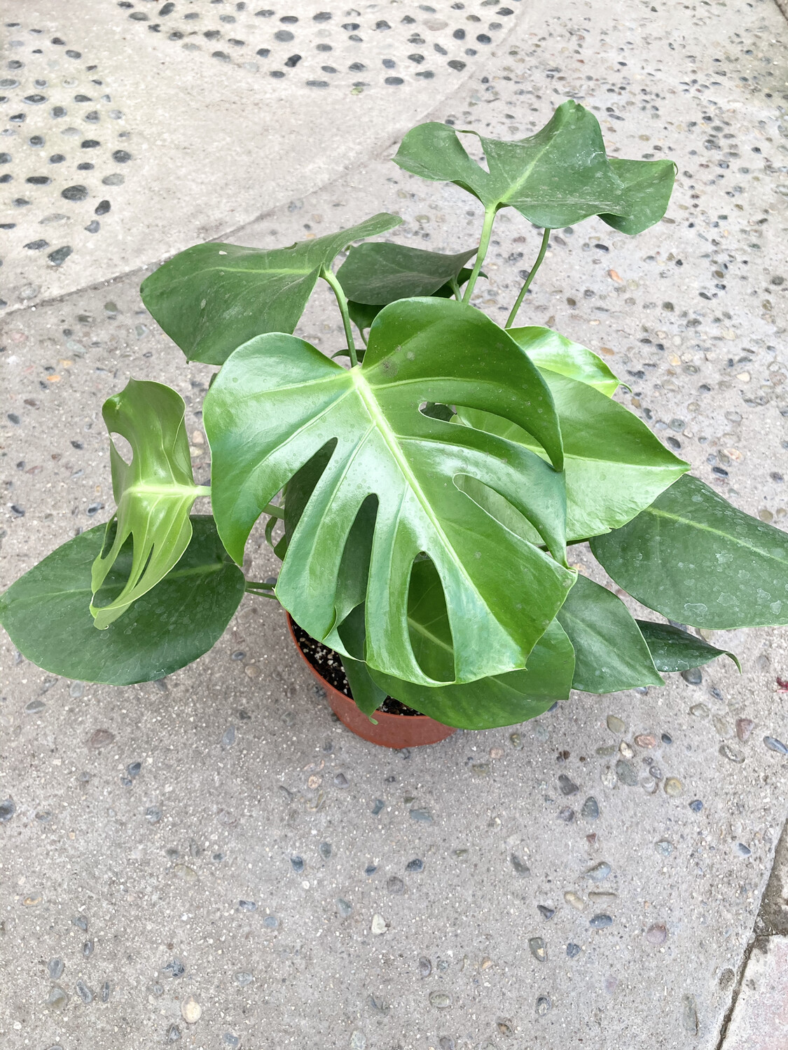 8" Philodendron monstera 'Split Leaf'