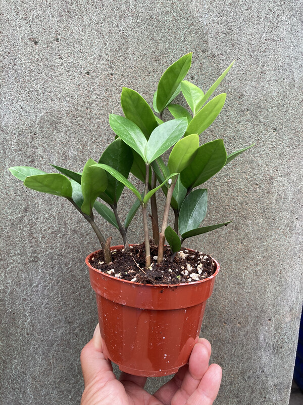 4” Zamioculcas zamifolia