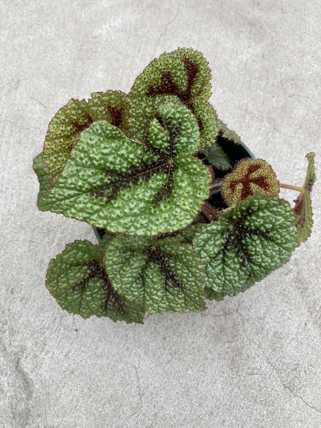 6” Begonia ‘Iron Cross’