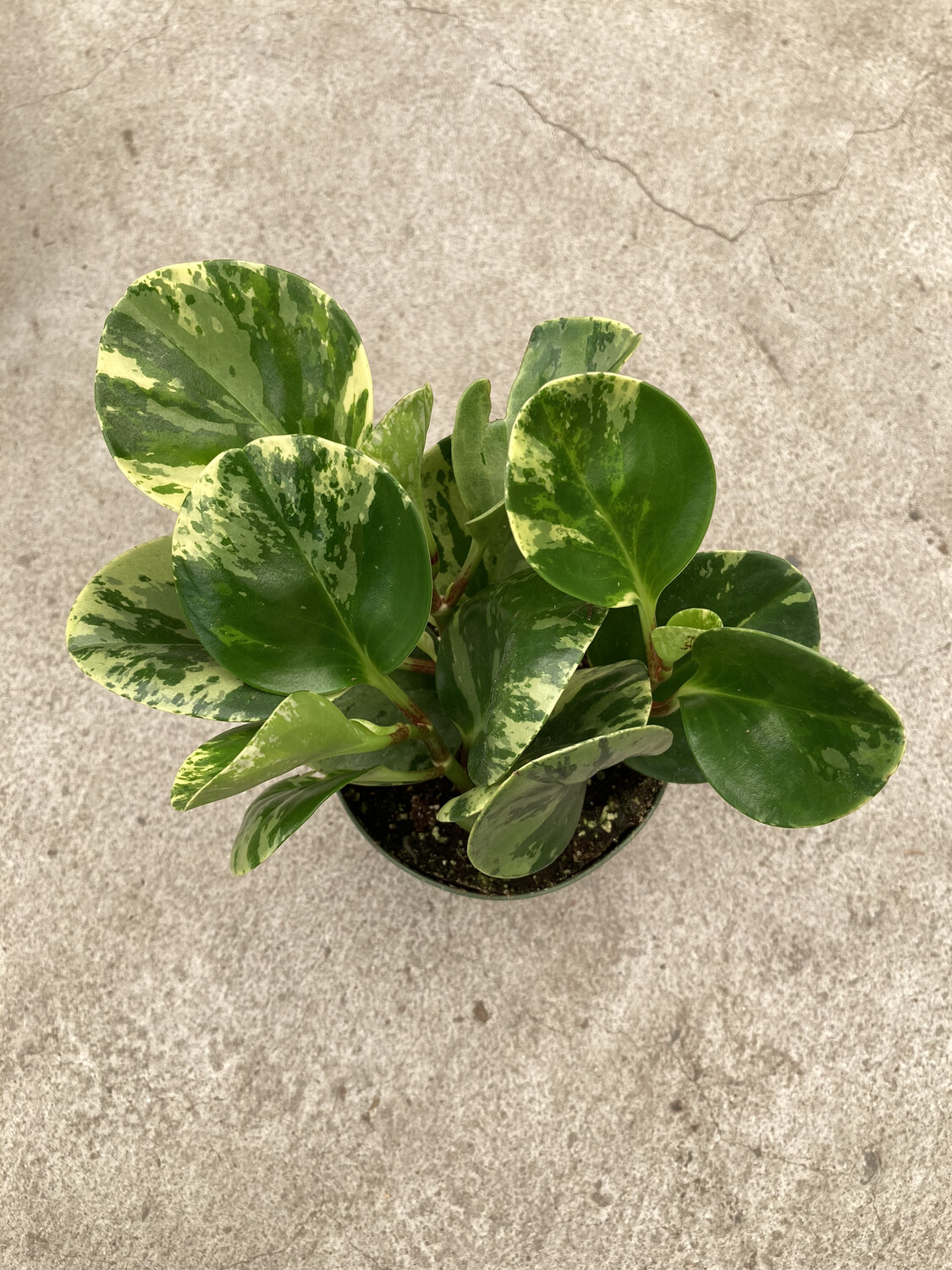 4" Peperomia obtusifolia variegata