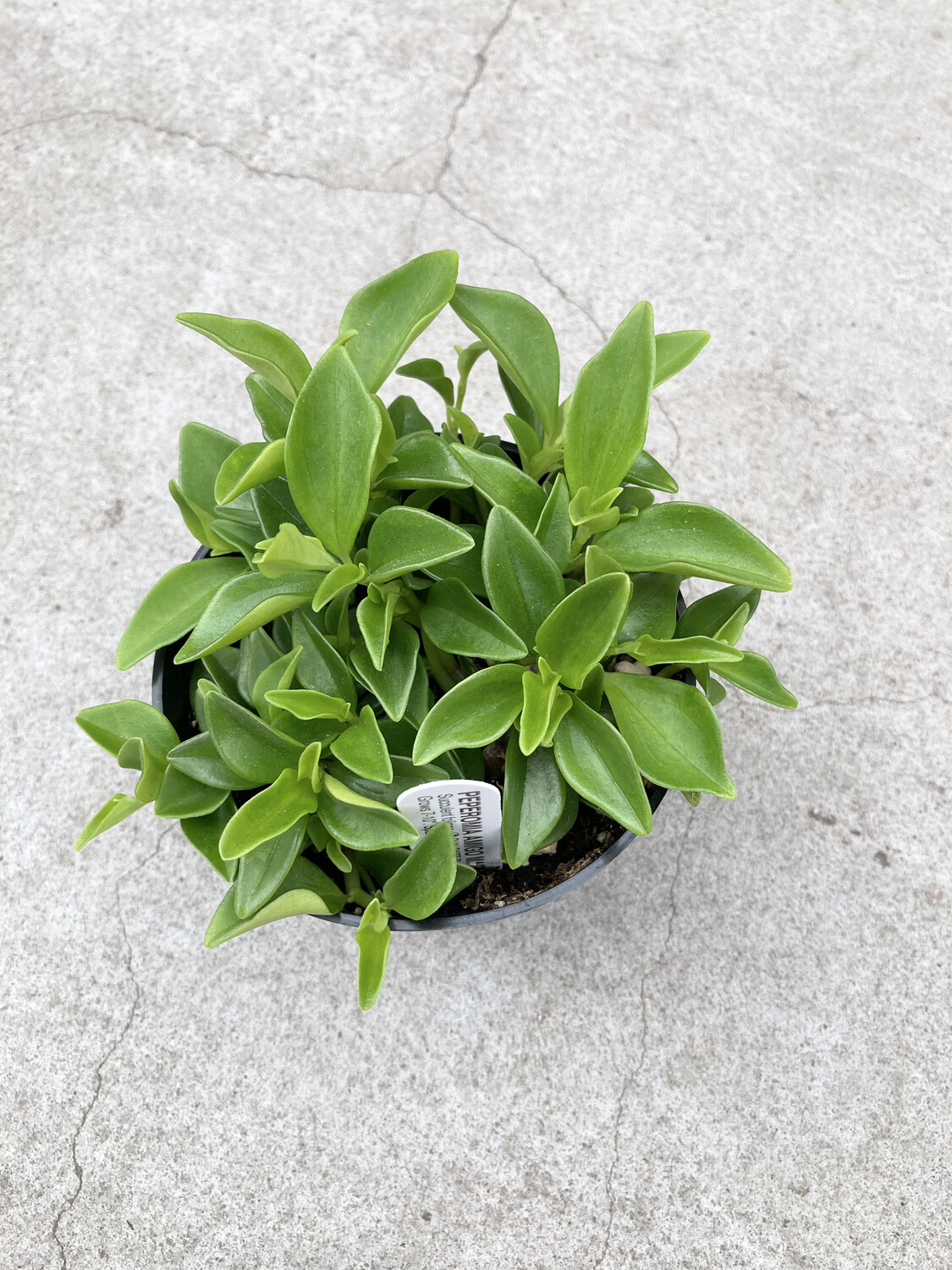4" Peperomia 'Amigo Marcello'