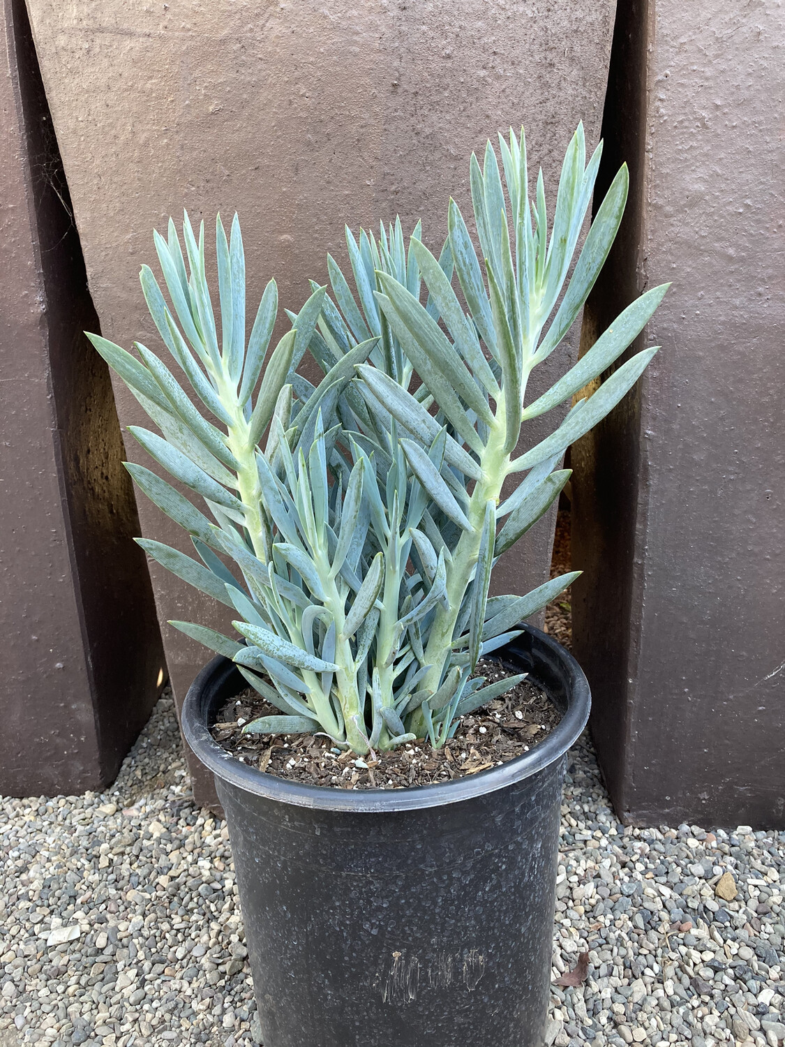 5 gal Senecio ‘Skyscraper’
