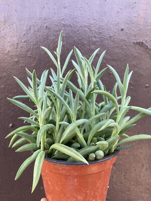 4” Senecio radicans (fish hooks)