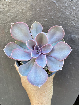 4” Echeveria ‘Perle Von Nurnberg’