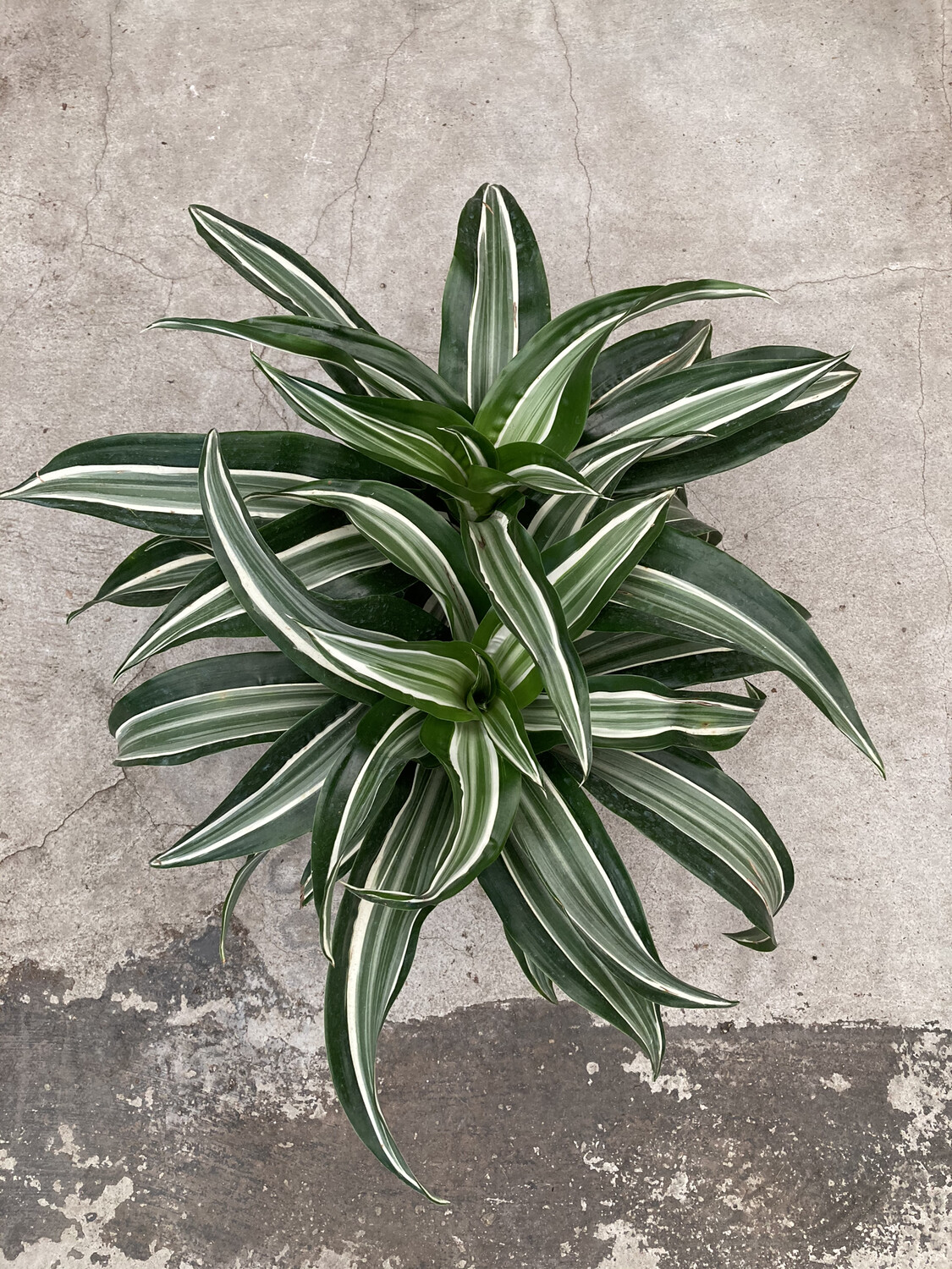 calathea indoor Calathea Burle Marx in a 3" Nursery Pot