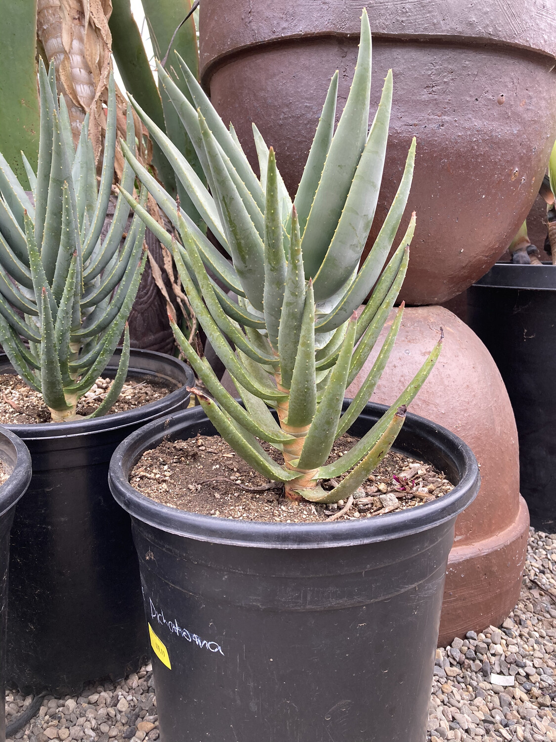 Aloe dichotoma
