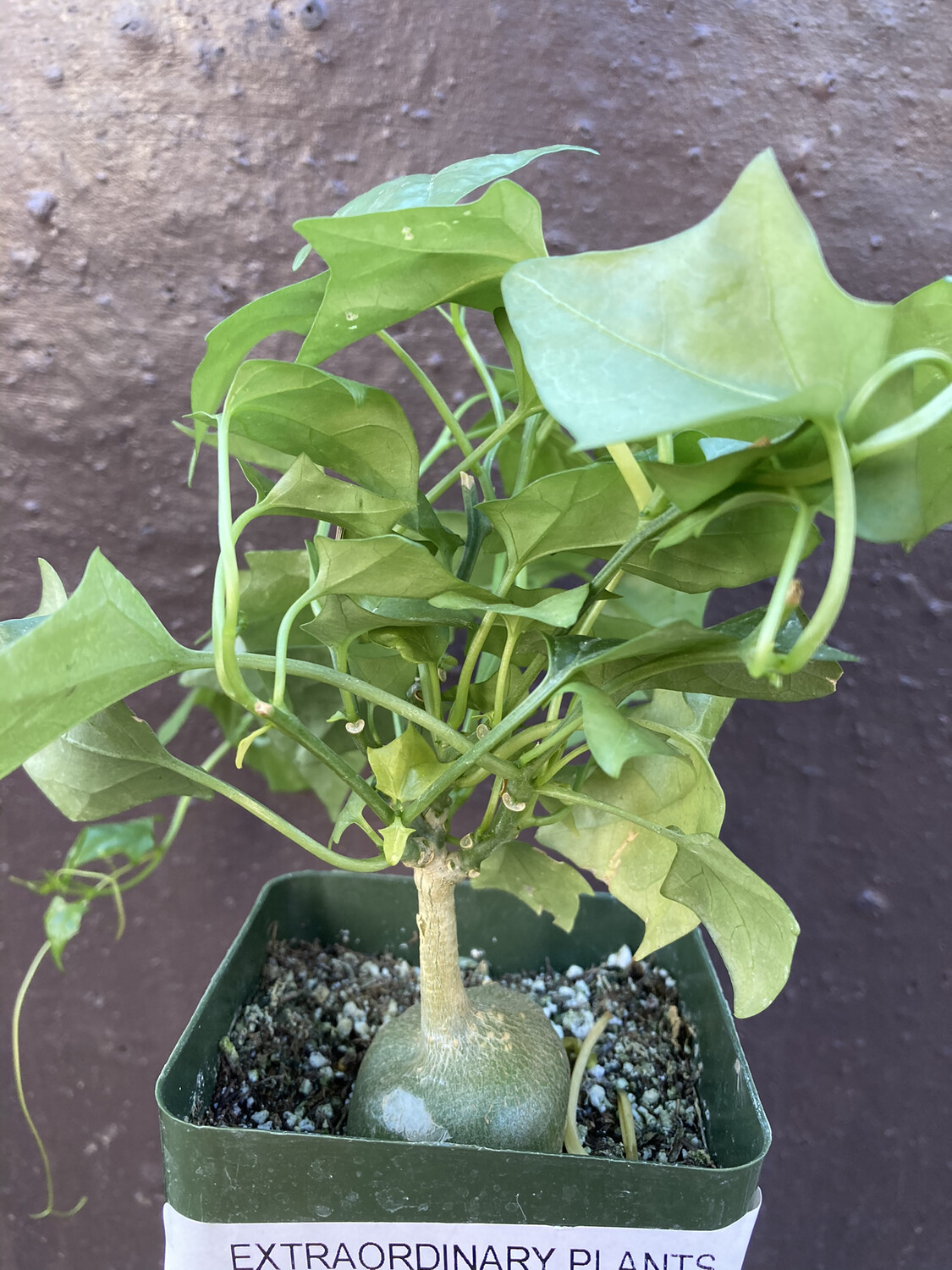 grapevine plants for sale Chardonnay Grapevines for Sale