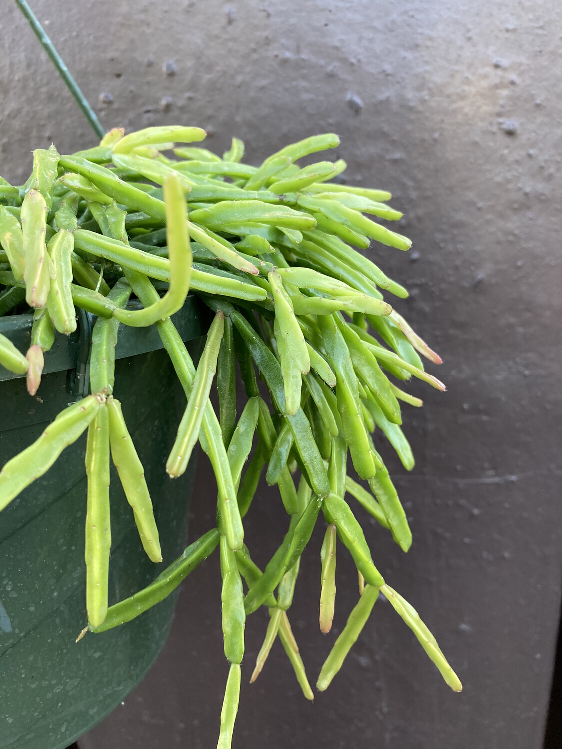 8” Rhipsalis sulcata