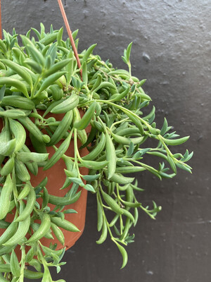 6” Senecio radicans (string of bananas)