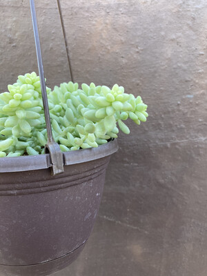 6” Senecio morganianum (burro tail hanging)