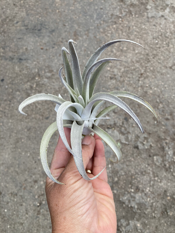 Tillandsias - Store - Terra Sol Garden Center