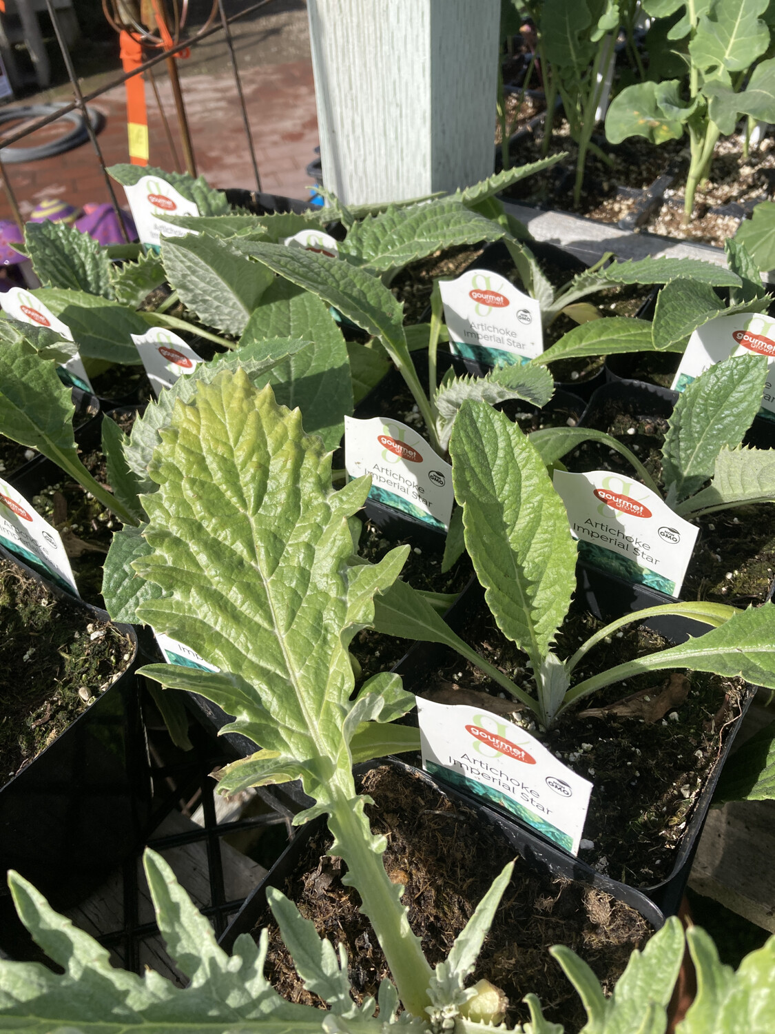 4" Artichoke Imperial Star